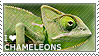 Chameleon